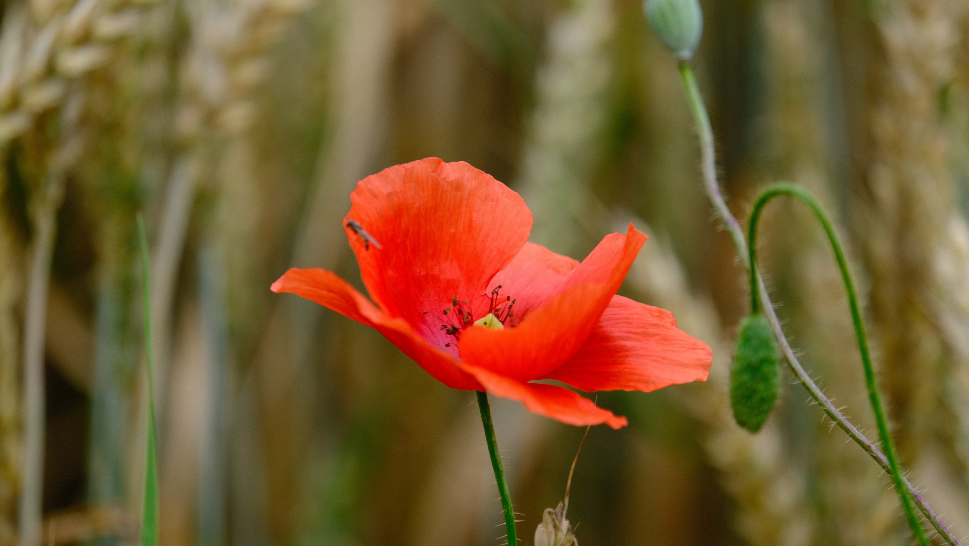 Klatschmohn im Feld