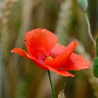 Klatschmohn im Feld