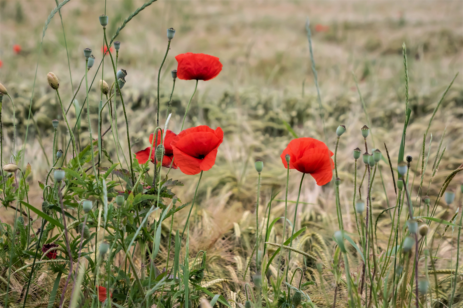 Klatschmohn im Feld