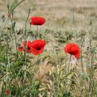 Klatschmohn im Feld