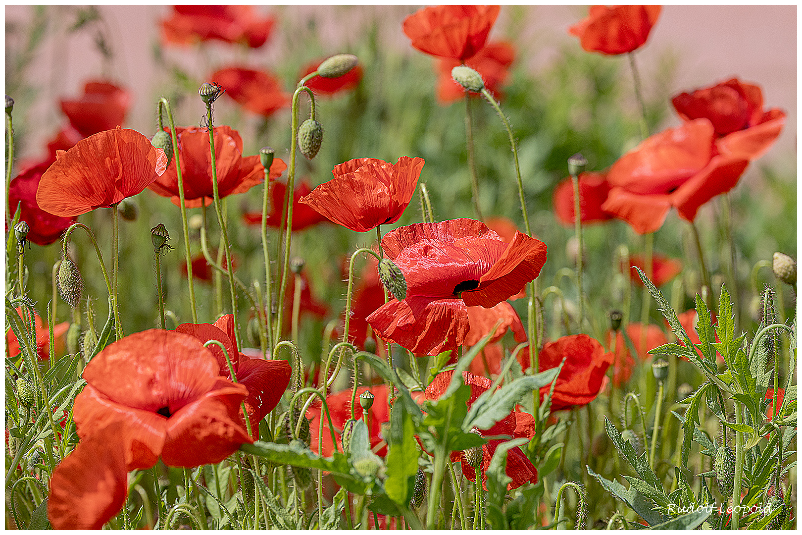 Klatschmohn im Feld