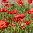 Klatschmohn im Feld