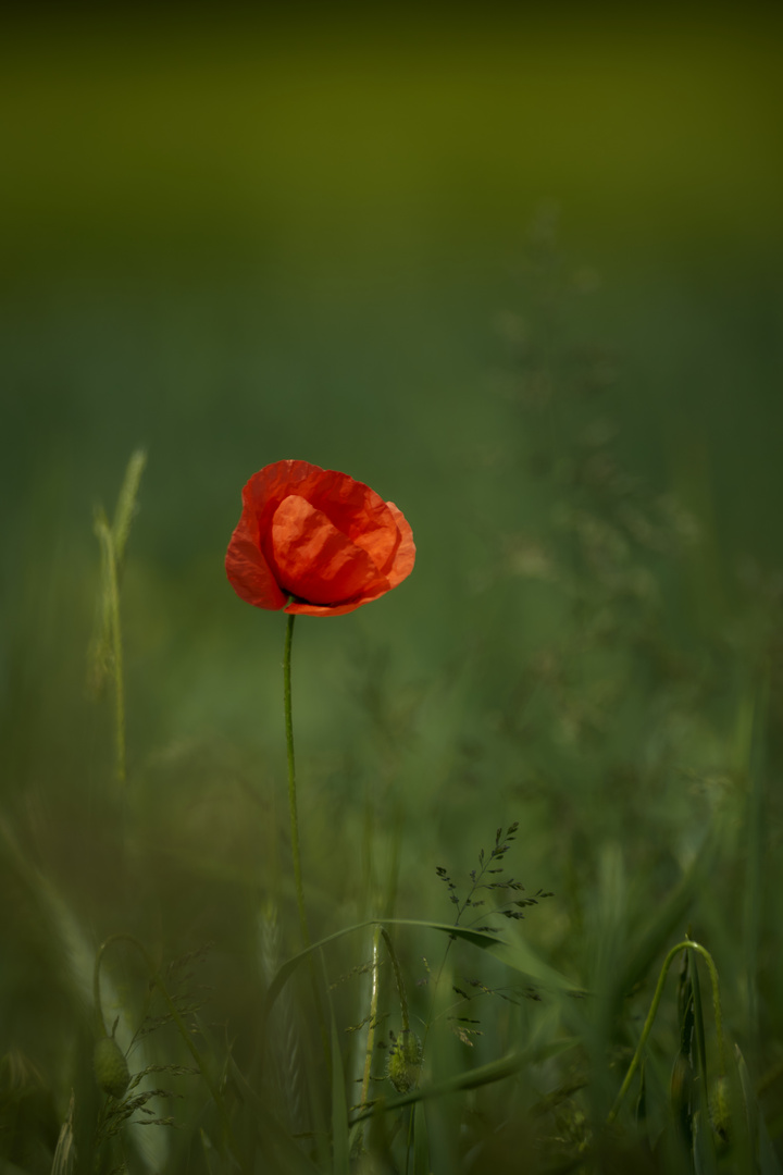 Klatschmohn im Feld