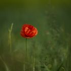 Klatschmohn im Feld