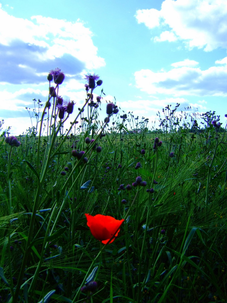 Klatschmohn im Feld