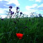 Klatschmohn im Feld