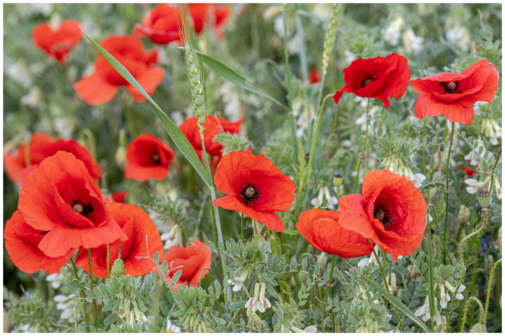 Klatschmohn im Feld