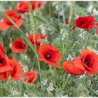 Klatschmohn im Feld