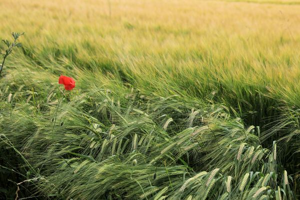 Klatschmohn im Feld