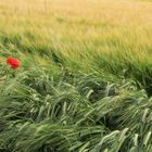 Klatschmohn im Feld