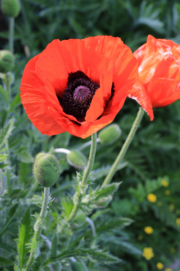 Klatschmohn im Garten