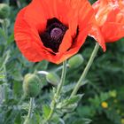 Klatschmohn im Garten