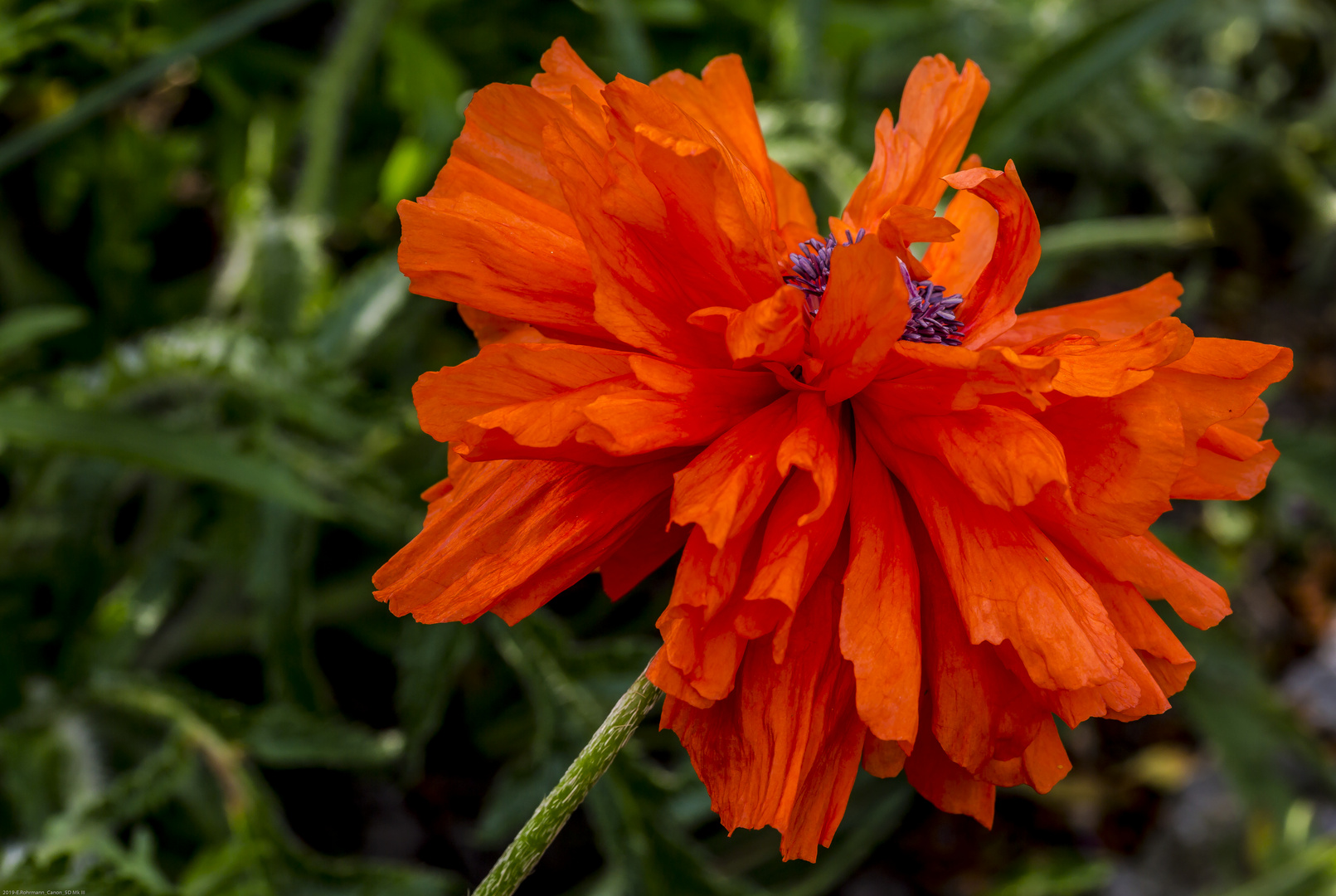 Klatschmohn im Garten (I)