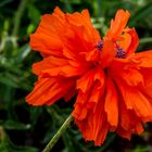 Klatschmohn im Garten (I)