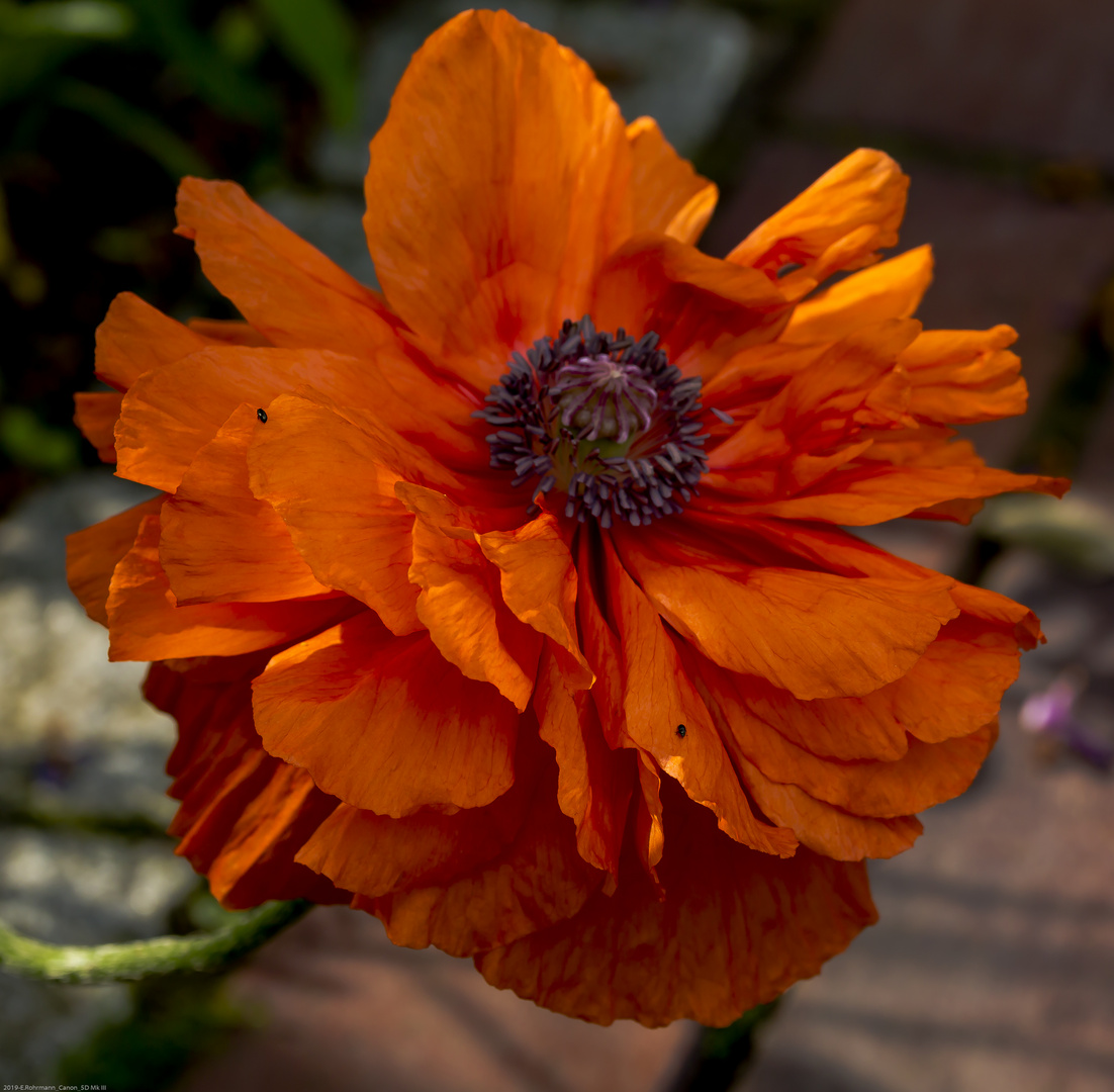 Klatschmohn im Garten (II)