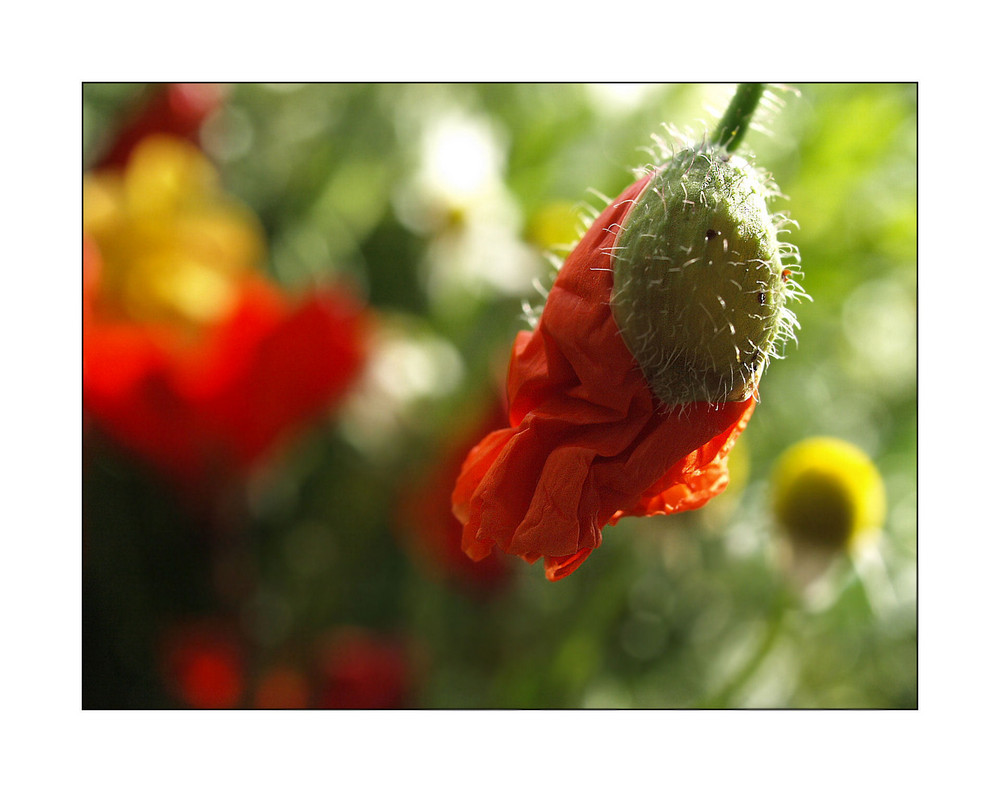 Klatschmohn im Gegenlicht