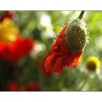 Klatschmohn im Gegenlicht