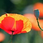 Klatschmohn im Gegenlicht