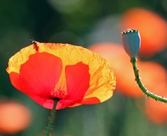 Klatschmohn im Gegenlicht