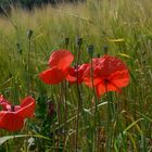 Klatschmohn im Gerstenfeld