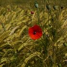 Klatschmohn im Gerstenfeld