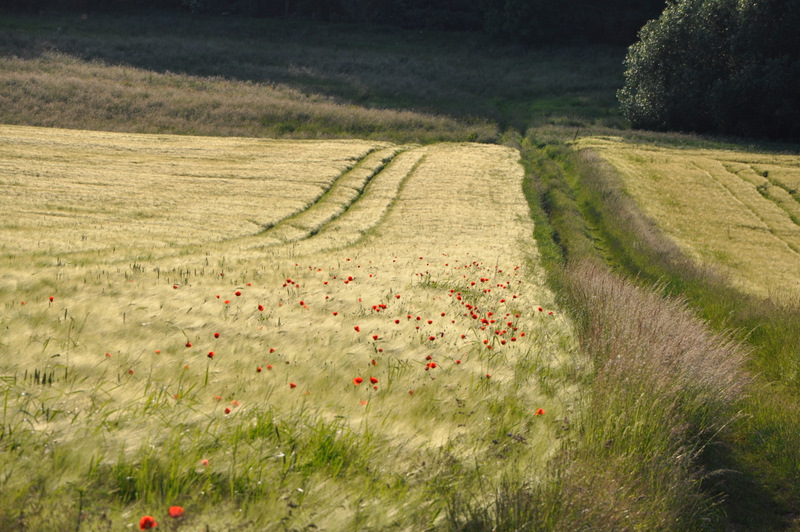 Klatschmohn im Gerstenfeld