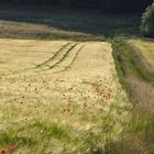 Klatschmohn im Gerstenfeld