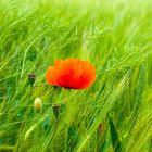 Klatschmohn im Getreide oder