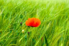 Klatschmohn im Getreide oder