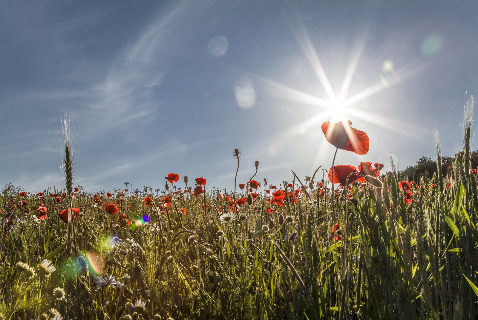 Klatschmohn im Getreidefeld