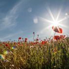 Klatschmohn im Getreidefeld