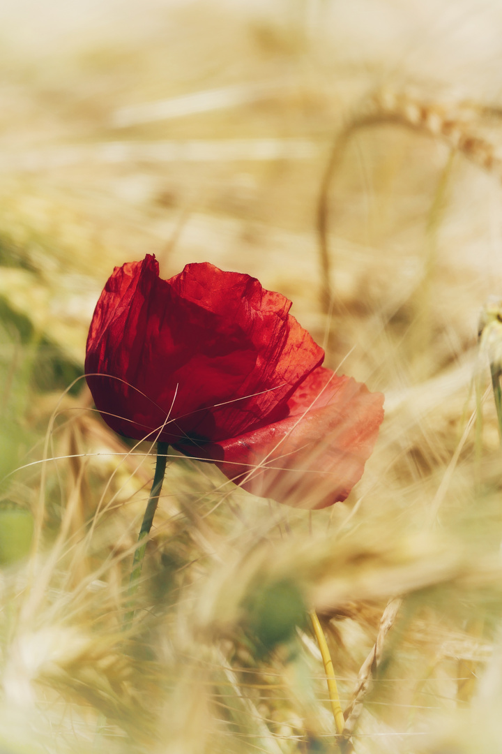 Klatschmohn im Getreidefeld