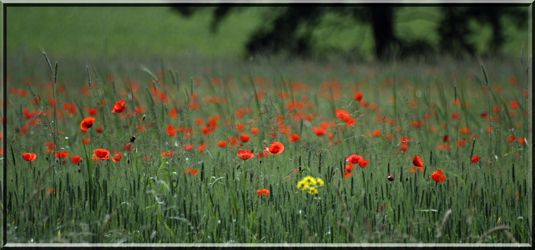 Klatschmohn im Getreidefeld