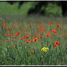 Klatschmohn im Getreidefeld