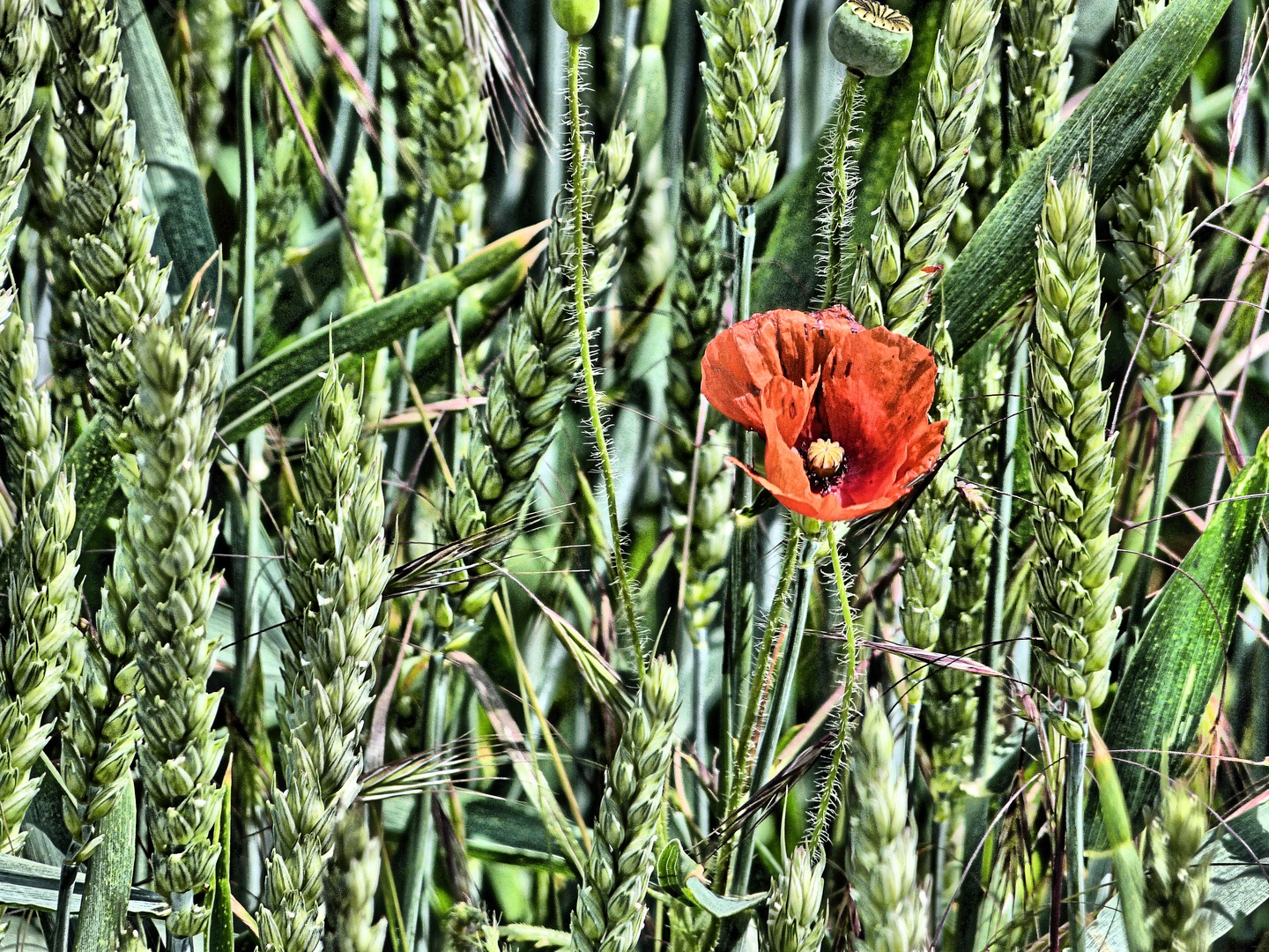 Klatschmohn im Getreidefeld