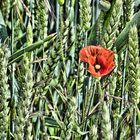 Klatschmohn im Getreidefeld