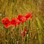 Klatschmohn im Getreidefeld