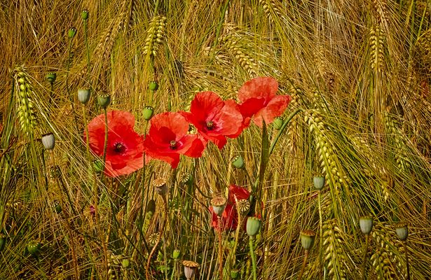 Klatschmohn im Getreidefeld