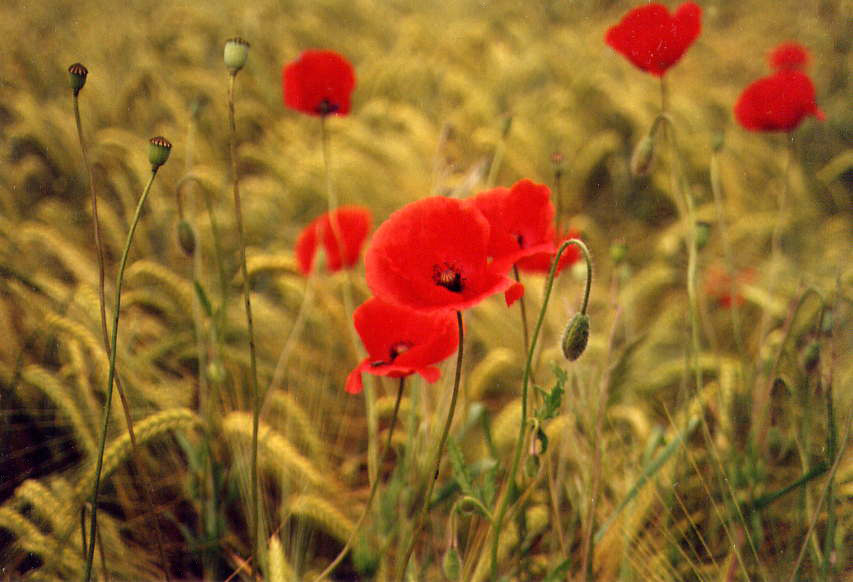 Klatschmohn im Getreidefeld am Bodensee