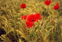 Klatschmohn im Getreidefeld am Bodensee