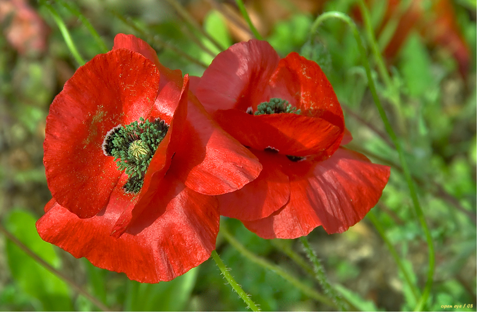 Klatschmohn im Herbst