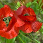 Klatschmohn im Herbst