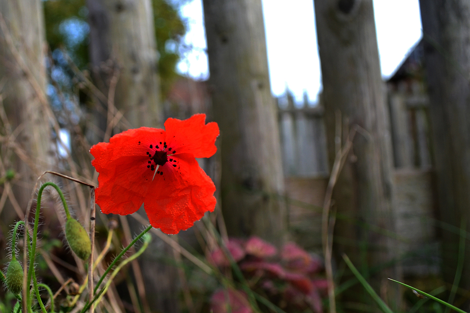 Klatschmohn im Herbst ?