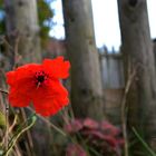 Klatschmohn im Herbst ?