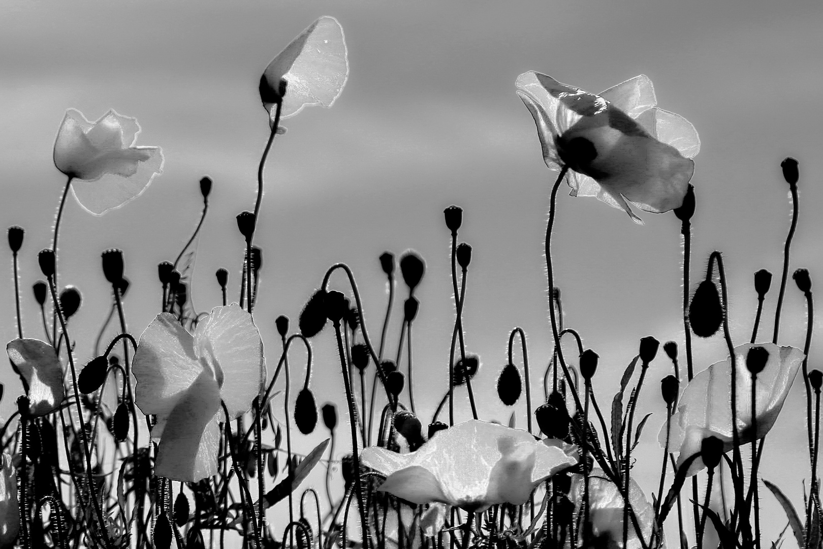 Klatschmohn im Juni 