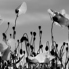 Klatschmohn im Juni 