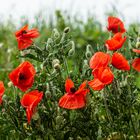 Klatschmohn im Kaiserstuhl