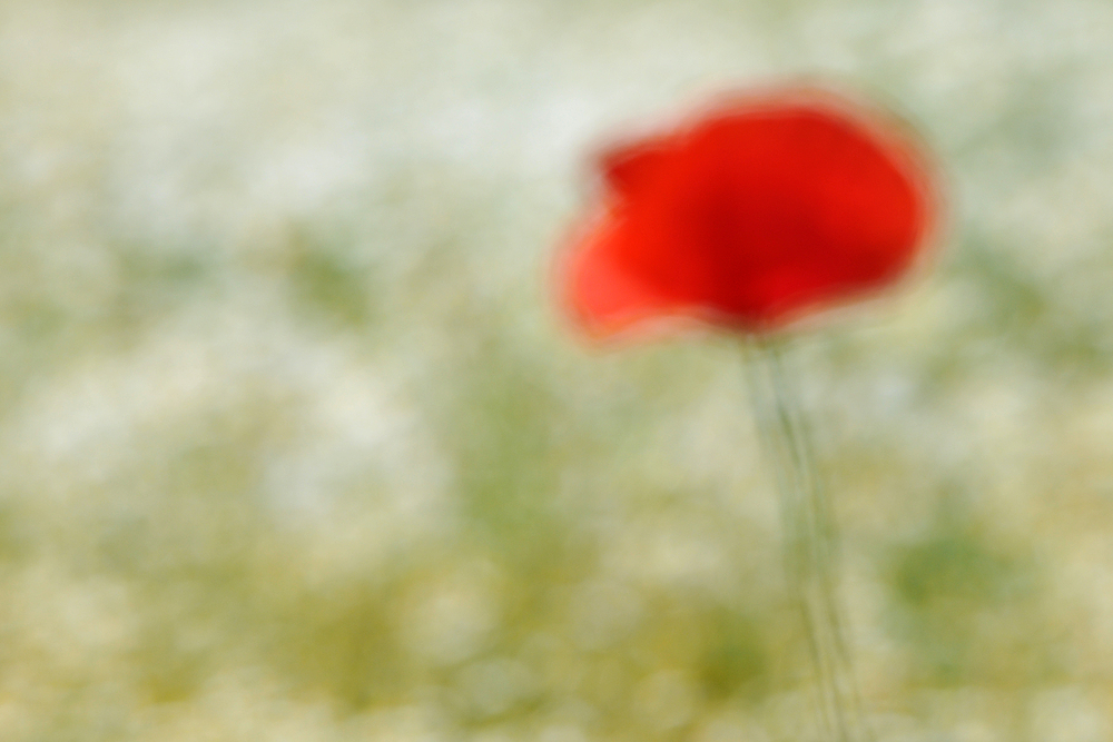 Klatschmohn im Kamillefeld 01