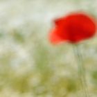 Klatschmohn im Kamillefeld 01