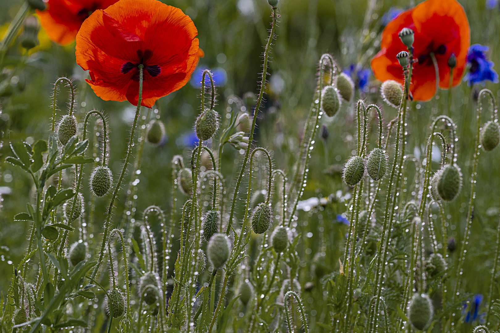 Klatschmohn im Kommen